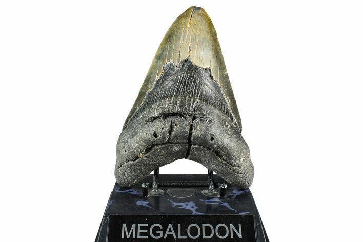 Fossil Megalodon Tooth - North Carolina #368434
